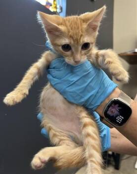 NAMIRA -  Domestic Short Hair Cat for Adoption in San Antonio, Texas - NAMIRA | PetCurious