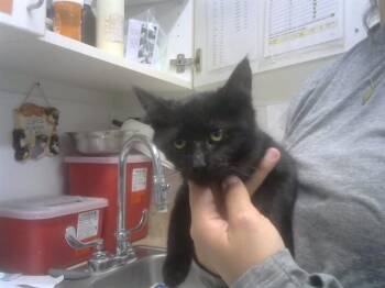 Domestic Short Hair Cats Available for Adoption - HARRY | PetCurious