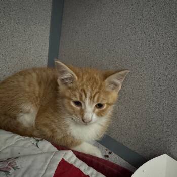Rescue Domestic Short Hair Cats for Adoption in Evansville, Indiana - Tahitian | PetCurious