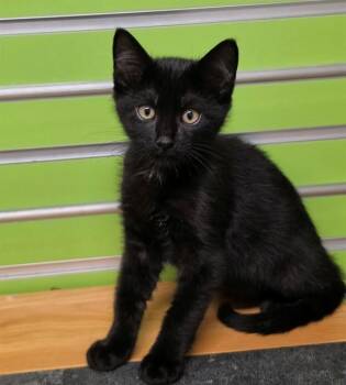 HUNTER -  Domestic Short Hair Cat for Adoption in St. Peters, Missouri - HUNTER | PetCurious