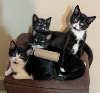 Rescue Domestic Short Hair Cats for Adoption in Hartland, Michigan - Scott | PetCurious