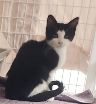 Stinkey -  Domestic Short Hair Cat for Adoption in Diamond Springs, California - Stinkey | PetCurious