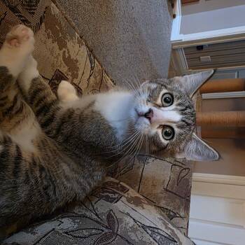 Domino -  Domestic Short Hair Cat for Adoption in Barrière, British Columbia - Domino | PetCurious