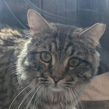 My Liege -  Domestic Long Hair Cat for Adoption in Salt Lake City, Utah - My Liege | PetCurious