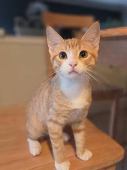 REX -  Domestic Short Hair Cat for Adoption in Sacramento, California - REX | PetCurious
