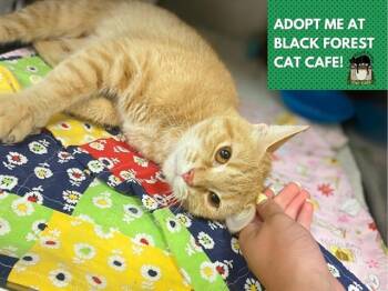 MANGO -  Domestic Short Hair Cat for Adoption in Fort Wayne, Indiana - MANGO | PetCurious