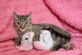 Ivy -  Tabby Cat for Adoption in St. Augustine, Florida - Ivy | PetCurious