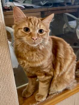 Kyle -  Domestic Medium Hair Cat for Adoption in Westfield, New York - Kyle | PetCurious