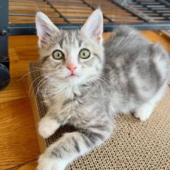 Rescue Domestic Short Hair Cats for Adoption in Bellmawr, New Jersey - Maleficent | PetCurious