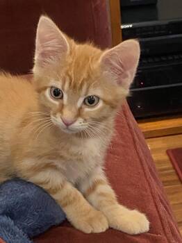 CASH and FLYNN - Bonded Brother Pair -  Domestic Short Hair Cat for Adoption in Hillsboro, Oregon - CASH And FLYNN - Bonded Brother Pair | PetCurious