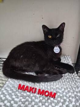 Maki Mom -  Domestic Short Hair Cat Available for Adoption in Rome, Georgia - Maki Mom | PetCurious