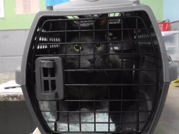 Rescue Domestic Short Hair Cats for Adoption in Omaha, Nebraska - NEWT | PetCurious