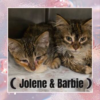 Barbie -  Domestic Medium Hair Cat for Adoption in Wheeling, Illinois - Barbie | PetCurious