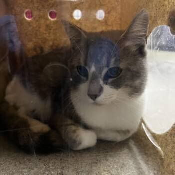 72596 -  Domestic Short Hair Cat for Adoption in Harrisonburg, Virginia - 72596 | PetCurious