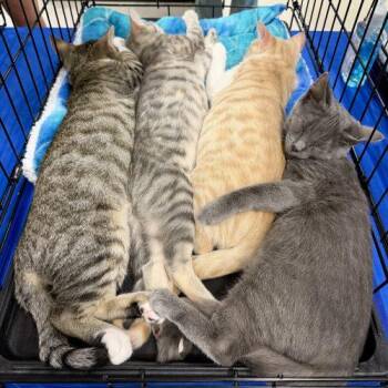 Travis -  Russian Blue and Domestic Short Hair Cat for Adoption in Knoxville, Tennessee - Travis | PetCurious