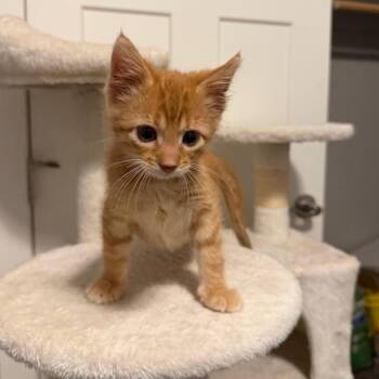Newton -  American Shorthair Cat for Adoption in Rochester, Minnesota - Newton | PetCurious