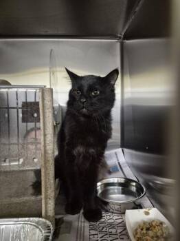 Nf 24d -  Domestic Short Hair Cat for Adoption in Lawrenceville, Georgia - Nf 24d | PetCurious