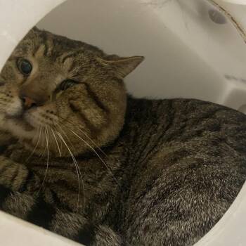 Domestic Short Hair Cats Available for Adoption - OS Bigger Boy | PetCurious