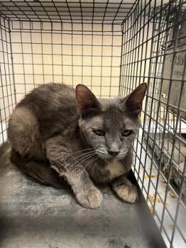 A1920732 -  Domestic Short Hair Cat for Adoption in Thousand Palms, California - A1920732 | PetCurious