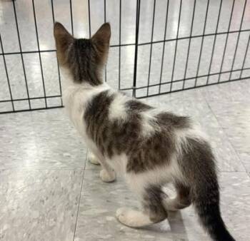 Roswell -  Domestic Short Hair Cat for Adoption in Kansas City, Missouri - Roswell | PetCurious