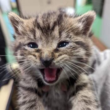 Breezy -  Domestic Short Hair Cat for Adoption in South Haven, Michigan - Breezy | PetCurious