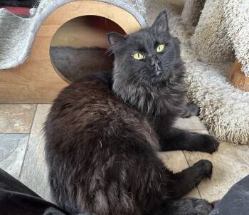 Rescue Domestic Long Hair Cats for Adoption in Peru, Illinois - Bentley Bo | PetCurious