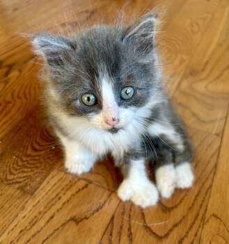 Jasper -  Domestic Medium Hair Cat for Adoption in Victor, New York - Jasper | PetCurious