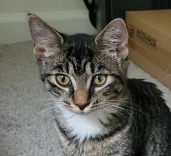 Tabitha -  Domestic Short Hair Cat for Adoption in Rome, Pennsylvania - Tabitha | PetCurious