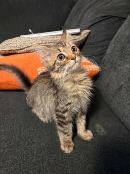 Frito -  Domestic Short Hair Cat for Adoption in Johnson City, Tennessee - Frito | PetCurious