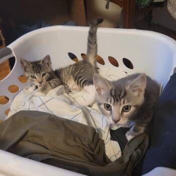 Attila -  Domestic Short Hair Cat for Adoption in Philadelphia, Pennsylvania - Attila | PetCurious