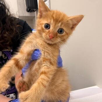 Radagon -  Domestic Medium Hair Cat for Adoption in Chattanooga, Tennessee - Radagon | PetCurious