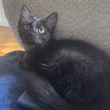 Vostok -  Bombay and Domestic Medium Hair Cat for Adoption in UNIVERSITY PA, Maryland - Vostok | PetCurious