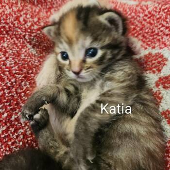 Domestic Short Hair Cats Available for Adoption in Harrisonburg, Virginia - Katia | PetCurious