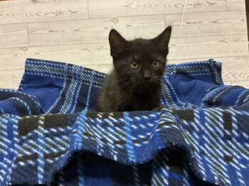 A610792 -  Domestic Short Hair Cat for Adoption in Modesto, California - A610792 | PetCurious