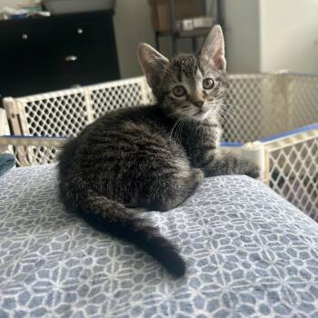 Domestic Short Hair Cats Available for Adoption in Wheeling, Illinois - Noodles | PetCurious