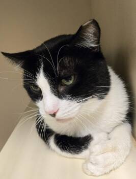 Dezel -  Domestic Short Hair Cat for Adoption in Windsor, Connecticut - Dezel | PetCurious