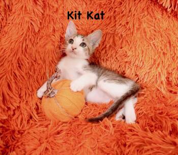 Kit Kat -  Abyssinian and Turkish Van Cat for Adoption in St. Augustine, Florida - Kit Kat | PetCurious