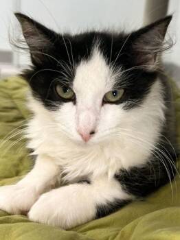 Maple -  Domestic Medium Hair and Domestic Short Hair Cat for Adoption in Elmira, New York - Maple | PetCurious