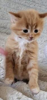 Alanni -  Domestic Medium Hair Cat for Adoption in Adrian, Michigan - Alanni | PetCurious