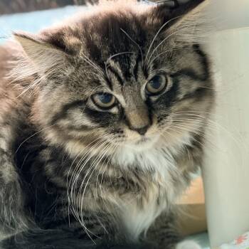 Pond -  Domestic Short Hair Cat for Adoption in Victoria, British Columbia - Pond | PetCurious