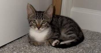 Desi -  Domestic Short Hair Cat for Adoption in Virginia Beach, Virginia - Desi | PetCurious