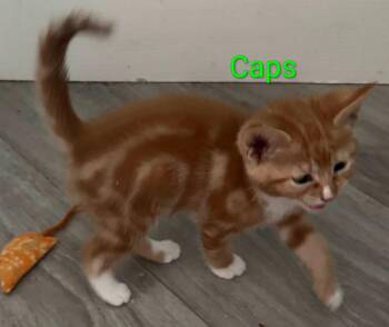 Caps -  Domestic Short Hair Cat for Adoption in San Jacinto, California - Caps | PetCurious