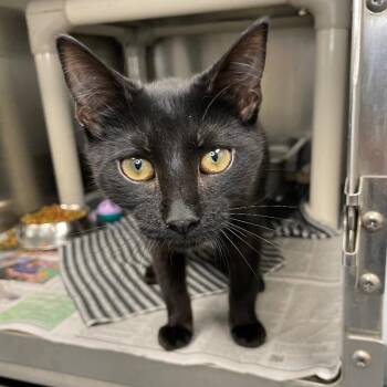 Domestic Short Hair Cats Available for Adoption in Roanoke, Virginia - Yami | PetCurious