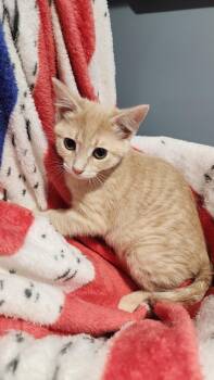Harvey -  Domestic Short Hair Cat for Adoption in Walled Lake, Michigan - Harvey | PetCurious