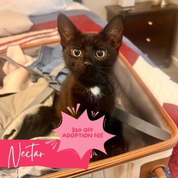 Nectar -  Domestic Short Hair Cat for Adoption in Chattanooga, Tennessee - Nectar | PetCurious