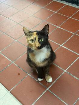 Miami -  Domestic Short Hair Cat for Adoption in Port Jervis, New York - Miami | PetCurious