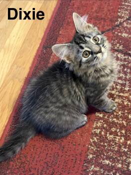 Dixie -  Domestic Long Hair and Maine Coon Cat for Adoption in Washington Township, New Jersey - Dixie | PetCurious