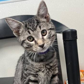 Dot -  Domestic Short Hair Cat for Adoption in New Philadelphia, Ohio - Dot | PetCurious