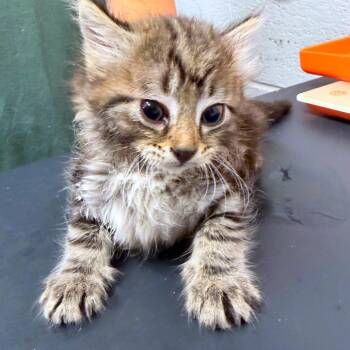 Squeaker -  Domestic Medium Hair Cat for Adoption in Evensville, Tennessee - Squeaker | PetCurious