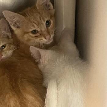 Slinky -  Domestic Short Hair Cat for Adoption in Gloucester, Virginia - Slinky | PetCurious